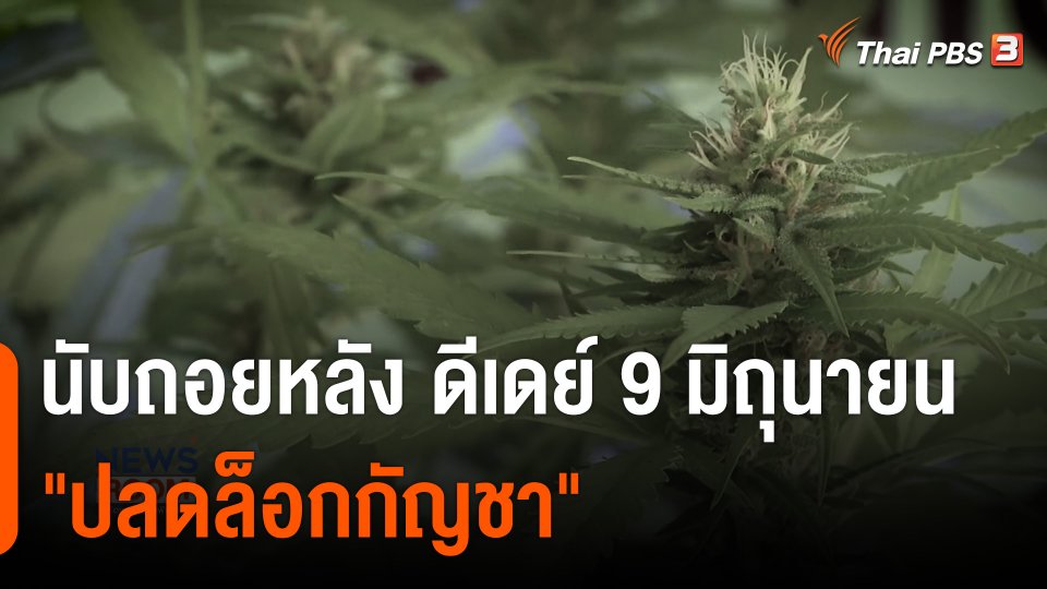 นับถอยหลัง ดีเดย์ 9 มิถุนายน "ปลดล็อกกัญชา"