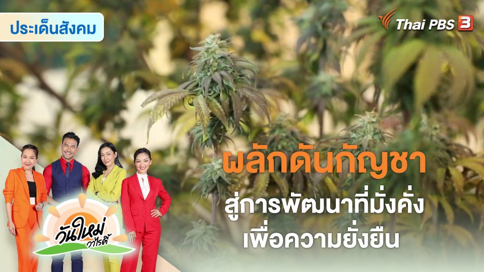 ประเด็นสังคม : ผลักดันกัญชาสู่การพัฒนาที่มั่งคั่งเพื่อความยั่งยืน