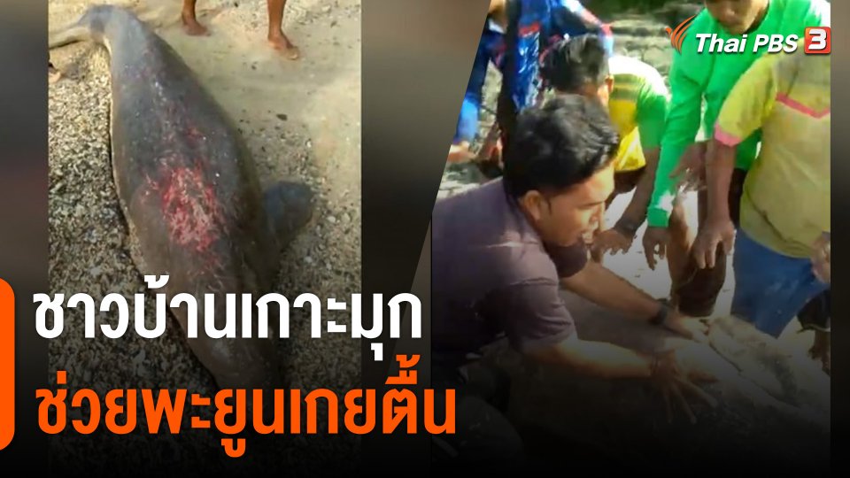 ชาวบ้านเกาะมุกช่วยพะยูนเกยตื้น จ.ตรัง