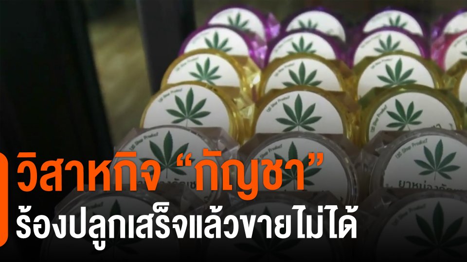 ​วิสาหกิจ "กัญชา" ร้องปลูกเสร็จแล้วขายไม่ได้