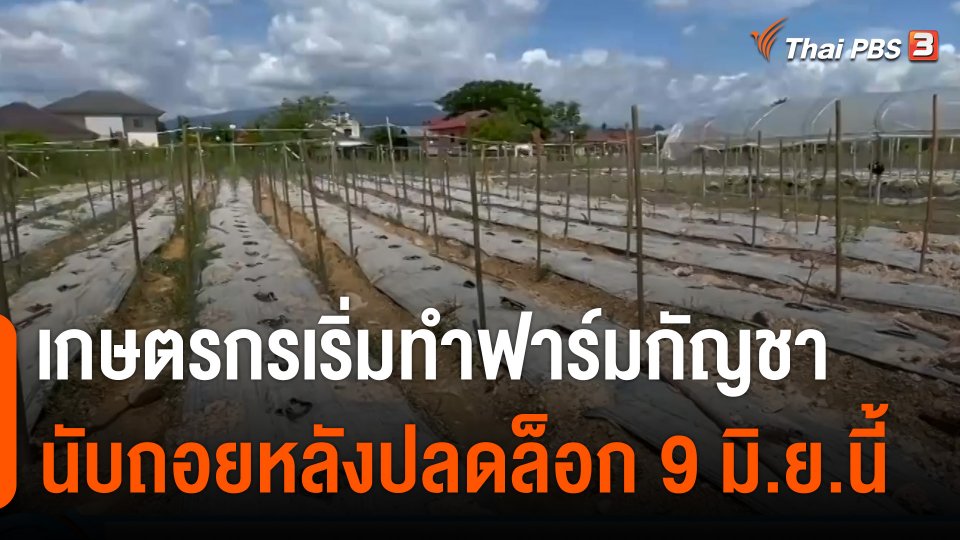 เกษตรกรเชียงใหม่เริ่มทำฟาร์มกัญชา นับถอยหลังปลดล็อก 9 มิ.ย.นี้