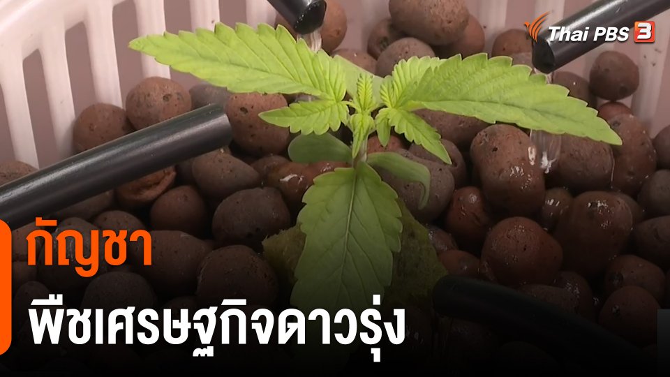 จับสัญญาณเศรษฐกิจ : "กัญชา" พืชเศรษฐกิจดาวรุ่ง