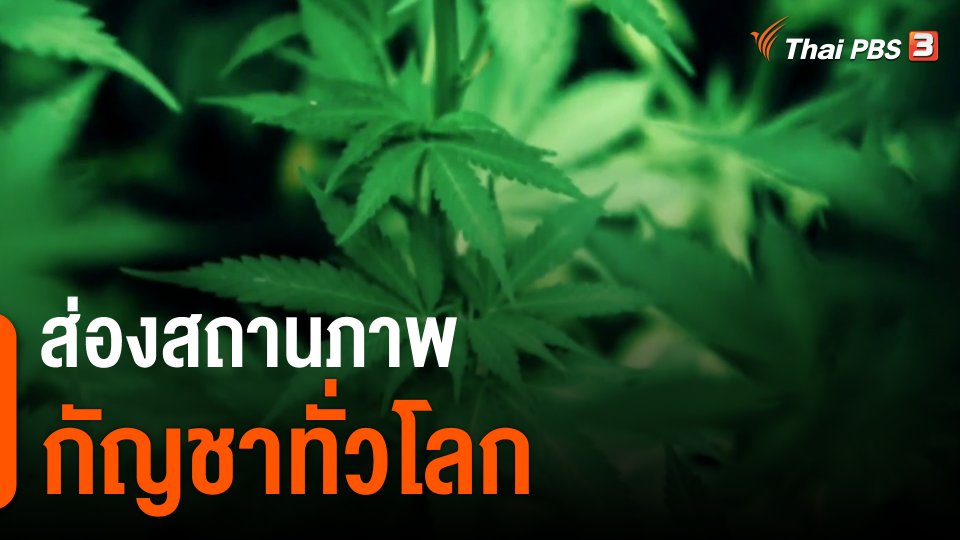 ​วิเคราะห์สถานการณ์ต่างประเทศ : ส่องสถานภาพกัญชาทั่วโลก