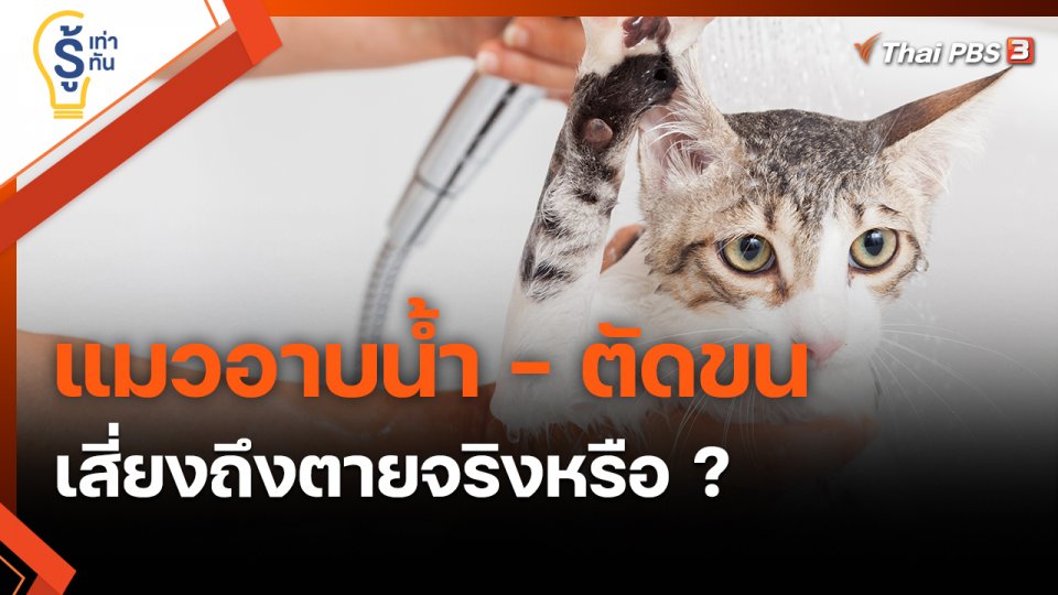 ​รู้เท่ารู้ทัน : แมวอาบน้ำ - ตัดขน เสี่ยงถึงตายจริงหรือ ?