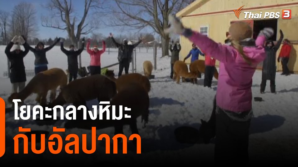 โยคะกลางหิมะกับอัลปากา ที่แคนาดา