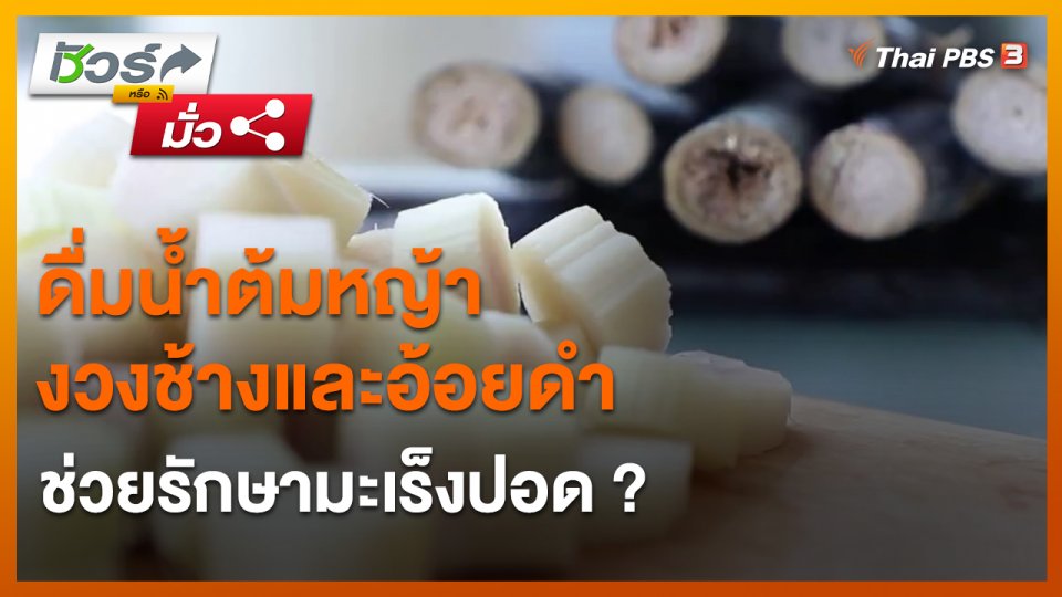 ​ชัวร์หรือมั่ว : ดื่มน้ำต้มหญ้างวงช้างและอ้อยดำช่วยรักษามะเร็งปอด ?