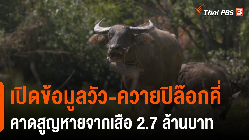 เปิดข้อมูลวัว-ควายปิล๊อกคี่ คาดสูญหายจากเสือ 2.7 ล้านบาท