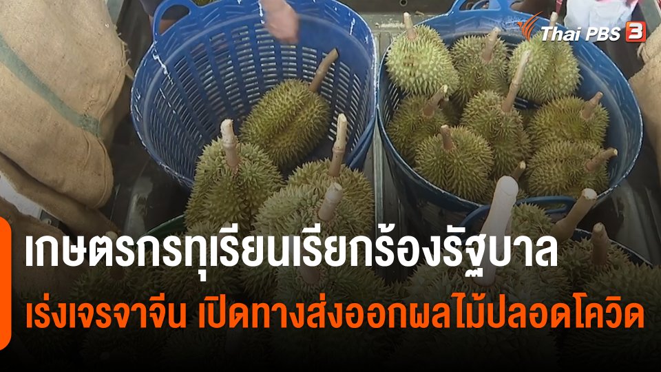 กินอยู่รู้รอบ : เกษตรกรทุเรียนเรียกร้องรัฐบาลเร่งเจรจาจีน เปิดทางส่งออกผลไม้ปลอดโควิด