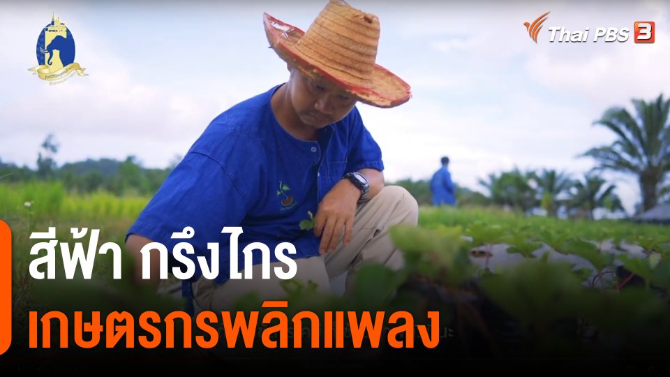 ดอกผลของความยั่งยืน : “สีฟ้า กรึงไกร” เกษตรกรพลิกแพลง