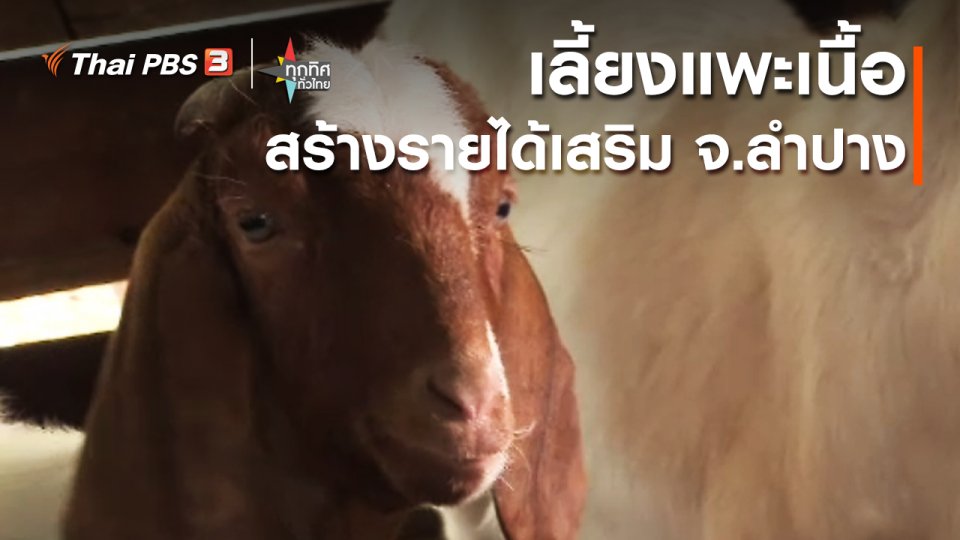 อาชีพทั่วไทย : เลี้ยงแพะเนื้อสร้างรายได้เสริม จ.ลำปาง