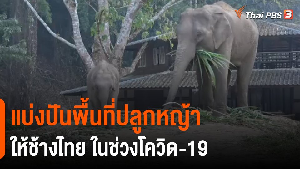 ​ประเด็นสังคม : แบ่งปันพื้นที่ปลูกหญ้าให้ช้างไทยในช่วงโควิด-19