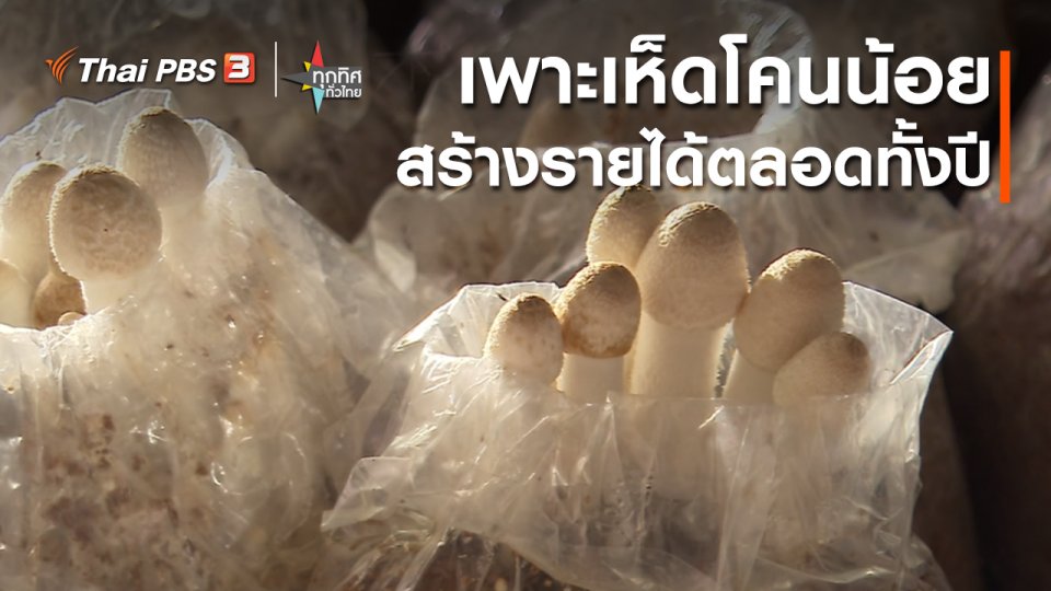 อาชีพทั่วไทย : เพาะเห็ดโคนน้อยสร้างรายได้ตลอดทั้งปี จ.ลำปาง