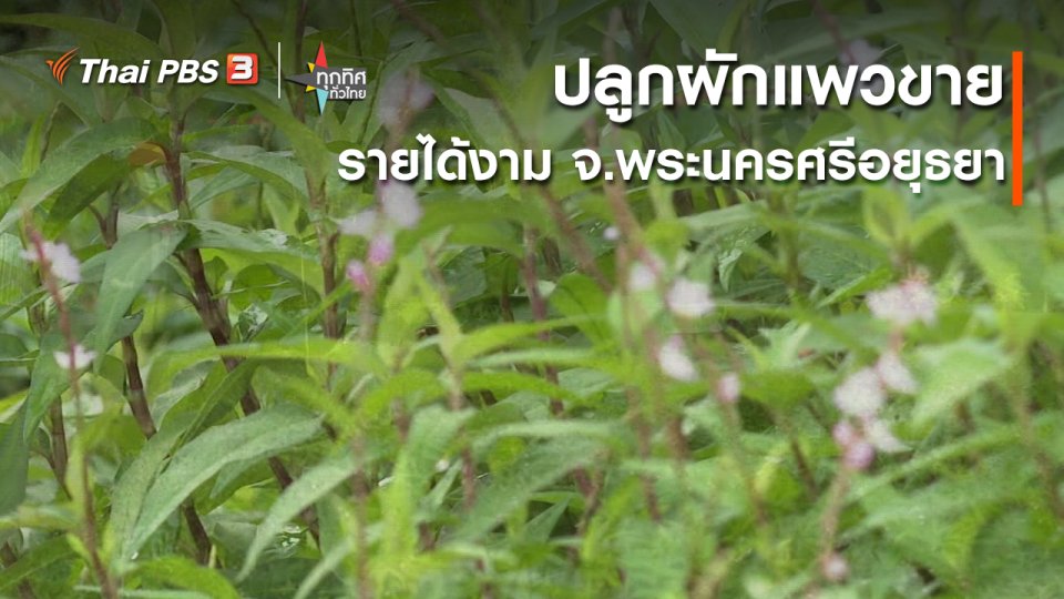 อาชีพทั่วไทย : ปลูกผักแพวขายรายได้งาม จ.พระนครศรีอยุธยา