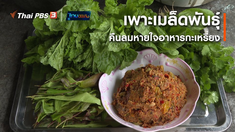 อิ่มมนต์รส : เพาะเมล็ดพันธุ์คืนลมหายใจให้อาหารกะเหรี่ยง ณ แก่นมะกรูด
