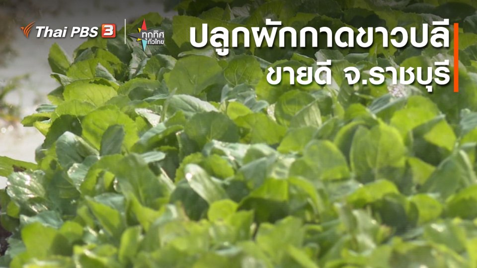 อาชีพทั่วไทย : ปลูกผักกาดขาวปลีขายดี จ.ราชบุรี