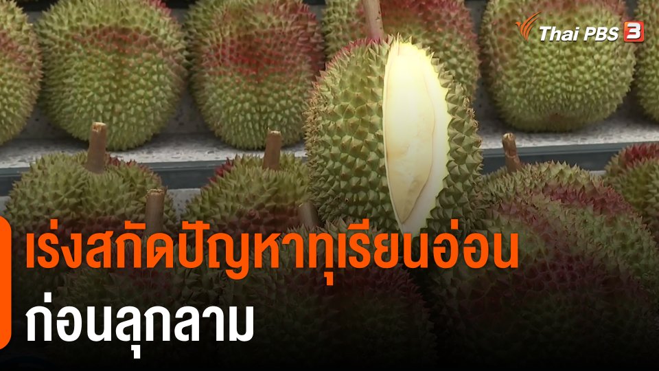 กินอยู่รู้รอบ : เร่งสกัดปัญหาทุเรียนอ่อนก่อนลุกลาม