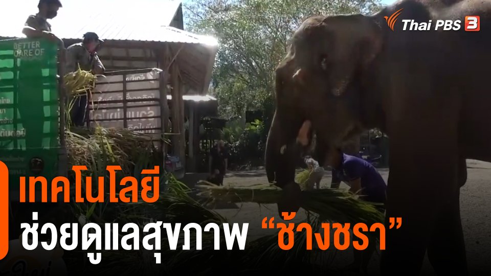 ประเด็นสังคม : เทคโนโลยีช่วยดูแลสุขภาพ "ช้างชรา"
