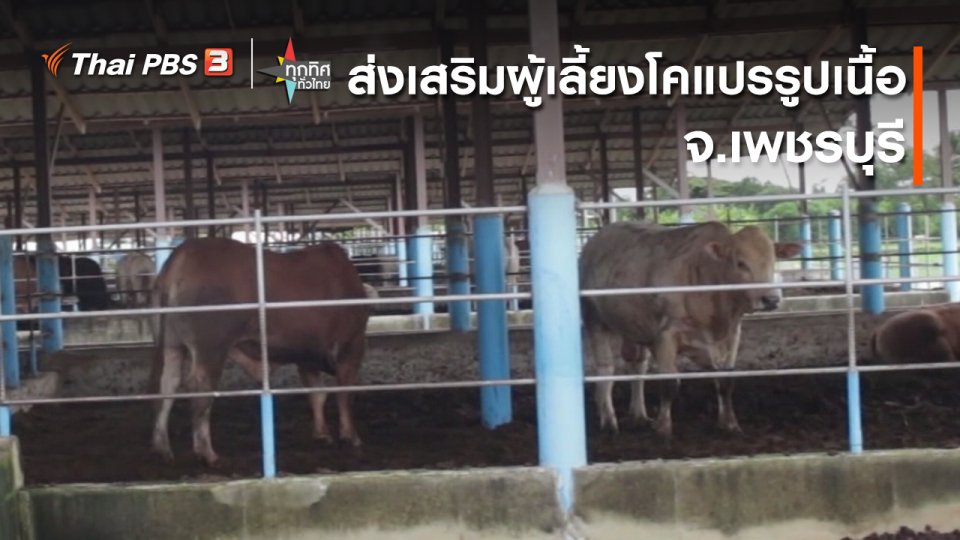 อาชีพทั่วไทย : ส่งเสริมผู้เลี้ยงโคแปรรูปเนื้อ จ.เพชรบุรี