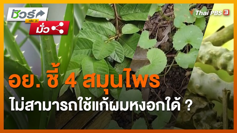 ​ชัวร์หรือมั่ว : อย. ชี้ 4 สมุนไพร ไม่สามารถใช้แก้ผมหงอกใด้ ?