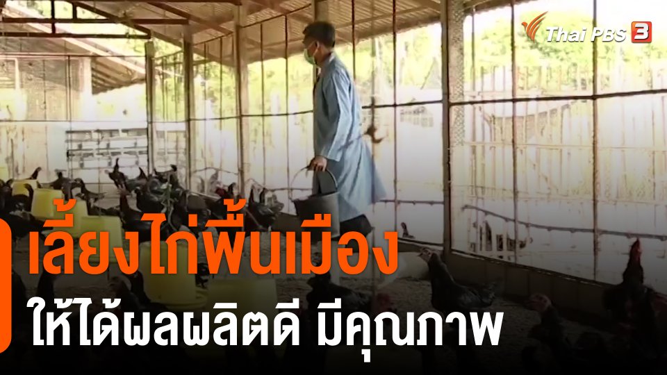 ​ดอกผลของความยั่งยืน : เลี้ยงไก่พื้นเมืองให้ได้ผลผลิตดี มีคุณภาพ