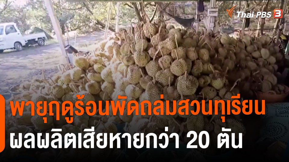 ​พายุฤดูร้อนพัดถล่มสวนทุเรียนผลผลิตเสียหายกว่า 20 ตัน