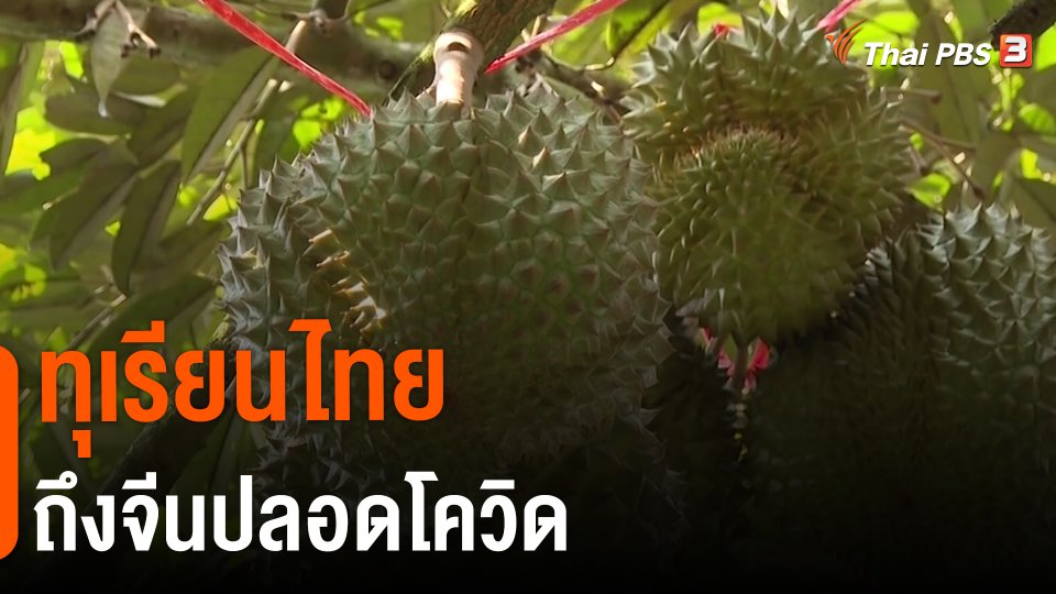​กินอยู่รู้รอบ : ทุเรียนไทยถึงจีนปลอดโควิด