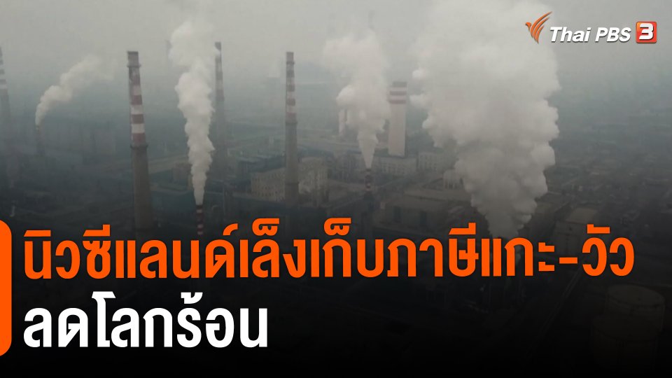 นิวซีแลนด์เล็งเก็บภาษีแกะ-วัว ลดโลกร้อน