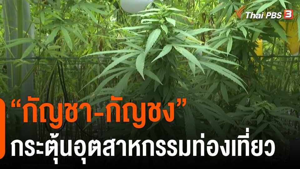 จับสัญญาณเศรษฐกิจ : "กัญชา-กัญชง" กระตุ้นอุตสาหกรรมท่องเที่ยว