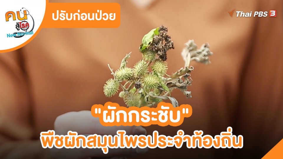 ปรับก่อนป่วย : "ผักกระชับ" พืชผักสมุนไพรประจำท้องถิ่น