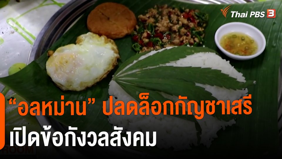 "อลหม่าน" ปลดล็อกกัญชาเสรี เปิดข้อกังวลสังคม