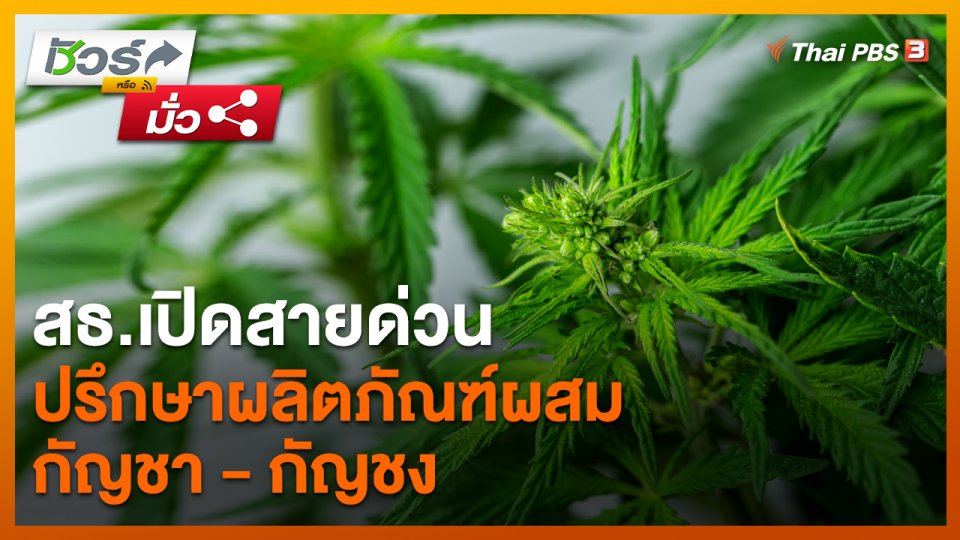 ​ชัวร์หรือมั่ว : สธ.เปิดสายด่วน ปรึกษาผลิตภัณฑ์ผสมกัญชา - กัญชง