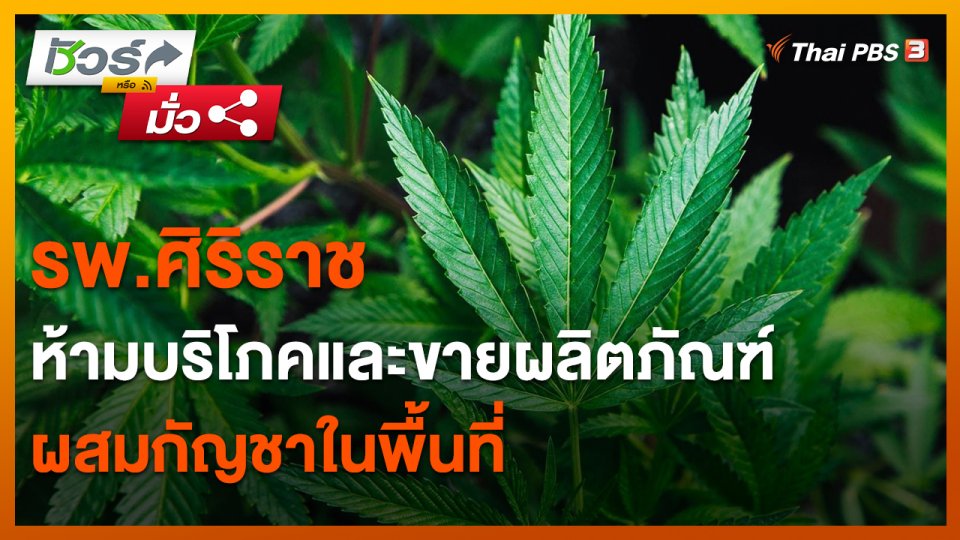 ​ชัวร์หรือมั่ว : รพ.ศิริราช ห้ามบริโภคและขายผลิตภัณฑ์ผสมกัญชาในพื้นที่