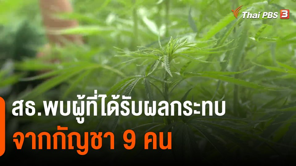 สธ.พบผู้ที่ได้รับผลกระทบจากกัญชา 9 คน