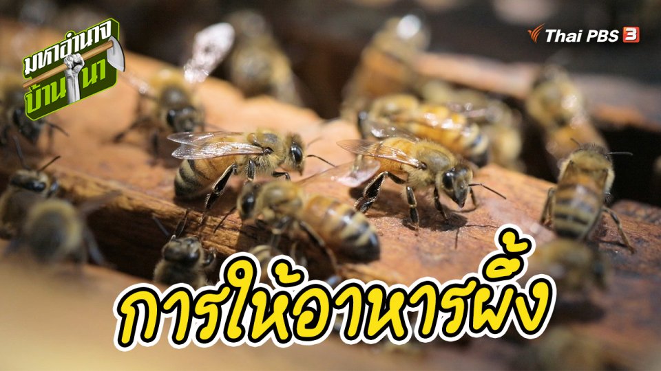 สูตรลับฉบับบ้านนา : การให้อาหารผึ้ง