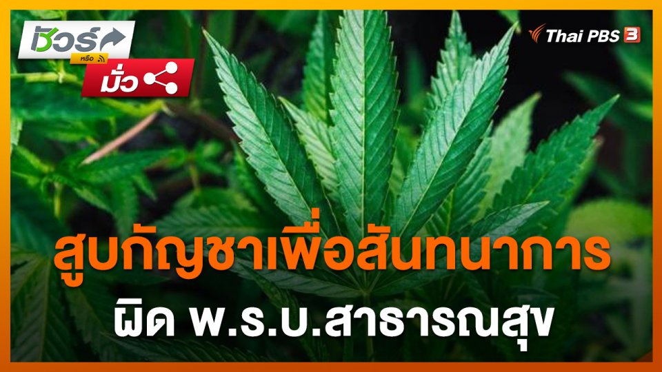 ชัวร์หรือมั่ว : สูบกัญชาเพื่อสันทนาการ ผิด พ.ร.บ.สาธารณสุข
