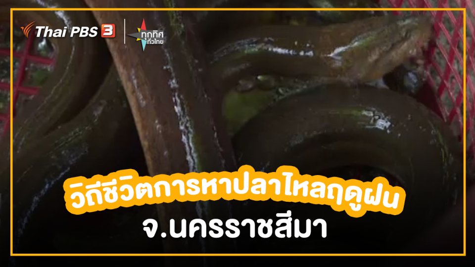 ​อาชีพทั่วไทย : วิถีชีวิตการหาปลาไหลฤดูฝน จ.นครราชสีมา