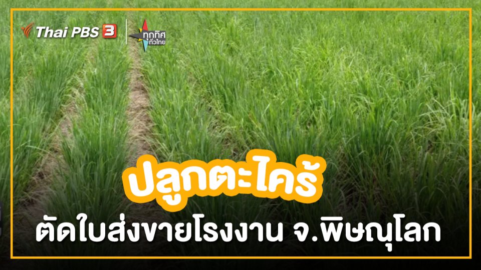 ​อาชีพทั่วไทย :ปลูกตะไคร้ตัดใบส่งขายโรงงาน จ.พิษณุโลก