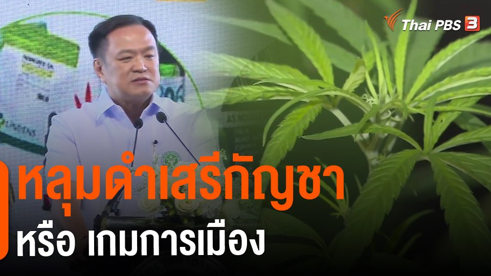 ​หลุมดำเสรีกัญชาหรือเกมการเมือง
