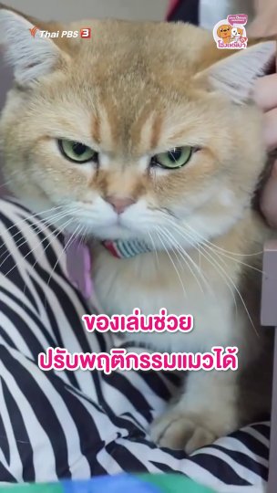 ของเล่นช่วยปรับพฤติกรรมแมวได้