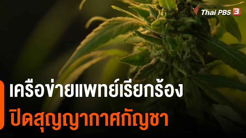 เครือข่ายแพทย์เรียกร้องปิดสุญญากาศกัญชา