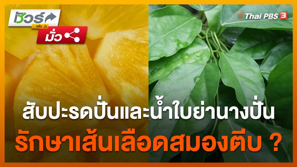 ชัวร์หรืิอมั่ว : สับปะรดปั่นและน้ำใบย่านางปั่น รักษาเส้นเลือดสมองตีบ ?