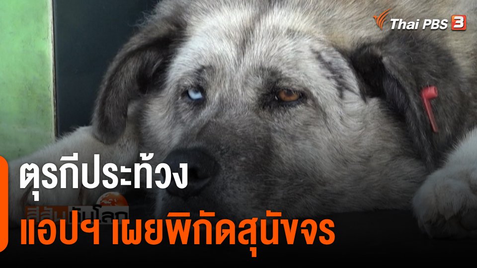 ตุรกี ประท้วงแอปฯ เผยพิกัดสุนัขจร