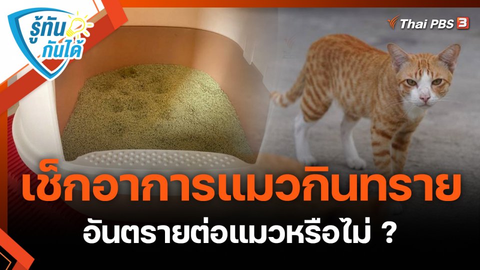 รู้ทันกันได้ : เช็กอาการแมวกินทราย อันตรายต่อแมวหรือไม่ ?