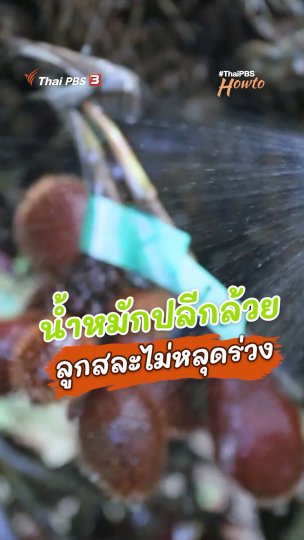 น้ำหมักปลีกล้วยลูกสละไม่หลุดร่วง