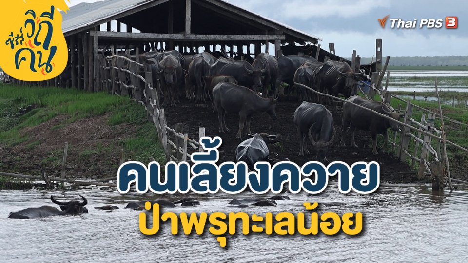 คนเลี้ยงควาย