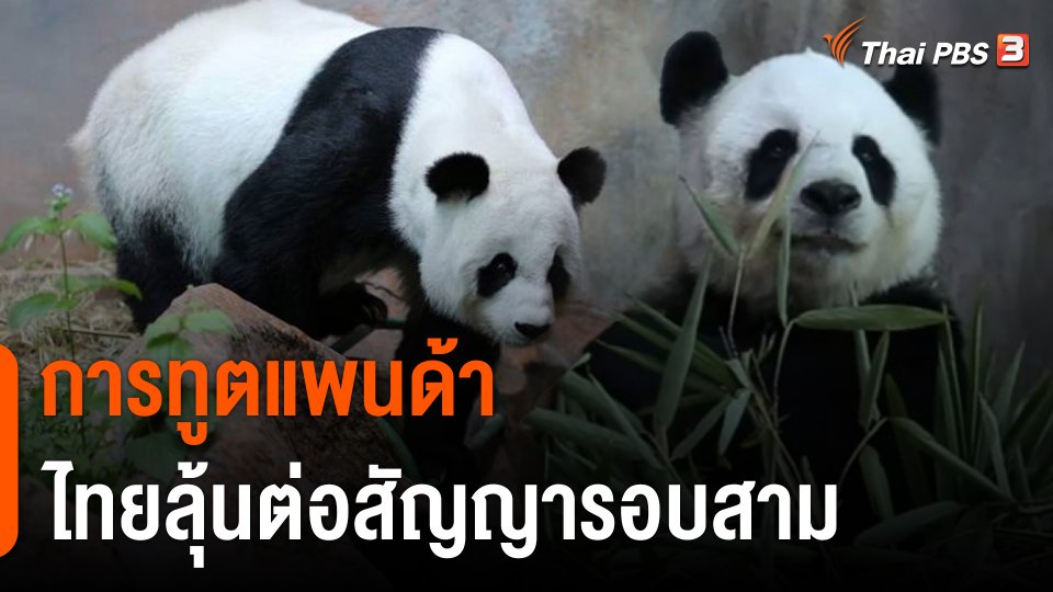 The EXIT : "การทูตแพนด้า" ไทยลุ้นต่อสัญญารอบสาม