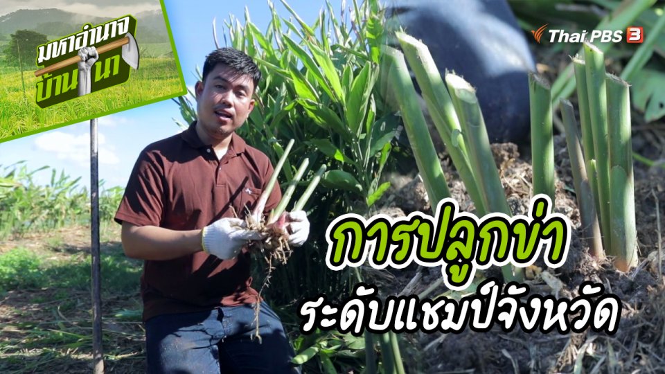 สูตรลับฉบับบ้านนา : การปลูกข่าระดับแชมป์จังหวัด