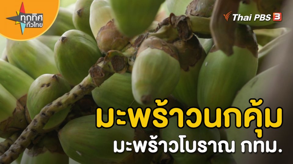 วิถีทั่วไทย : มะพร้าวนกคุ้ม มะพร้าวโบราณ กทม.