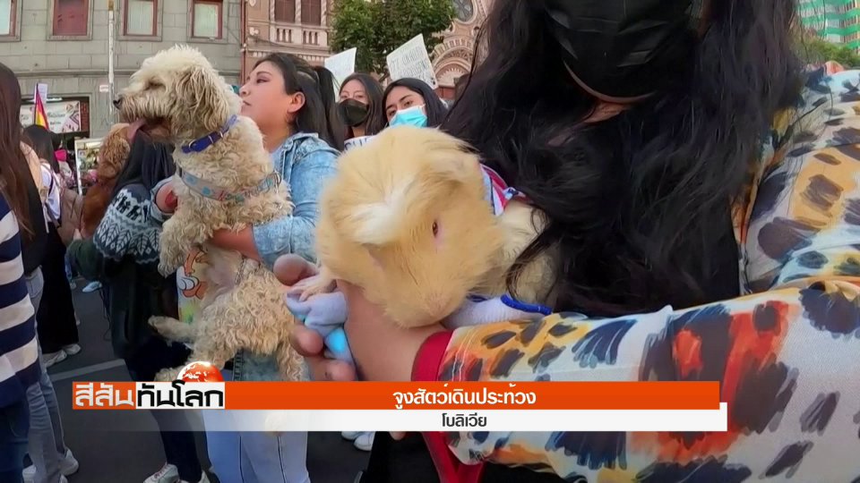 โบลิเวียจูงสัตว์เดินประท้วง