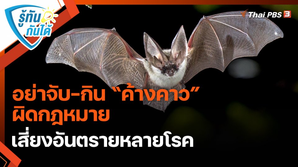 รู้ทันกันได้ : อย่าจับ-กิน “ค้างคาว” ผิดกฎหมาย เสี่ยงอันตรายหลายโรค